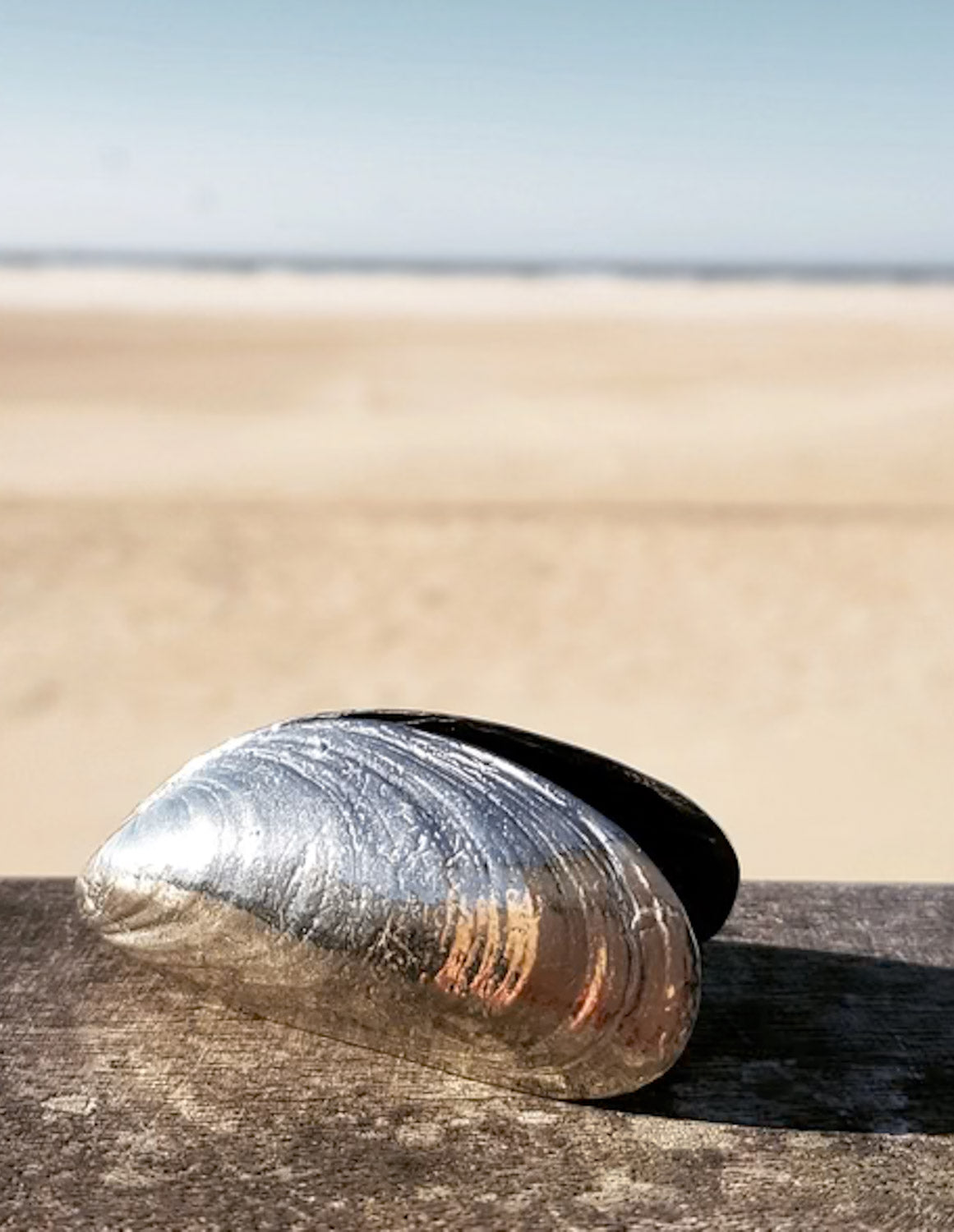 Mussel Cutlery